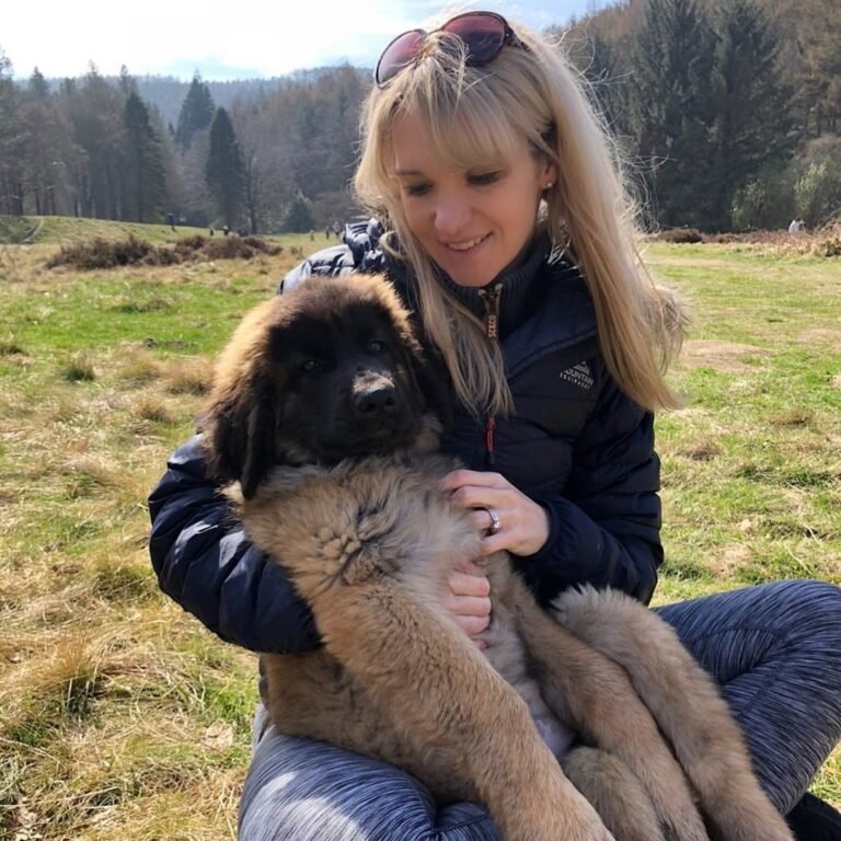 Leonberger Puppies For Sale