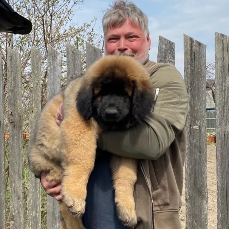 1 Best Leonberger Puppies Rescue