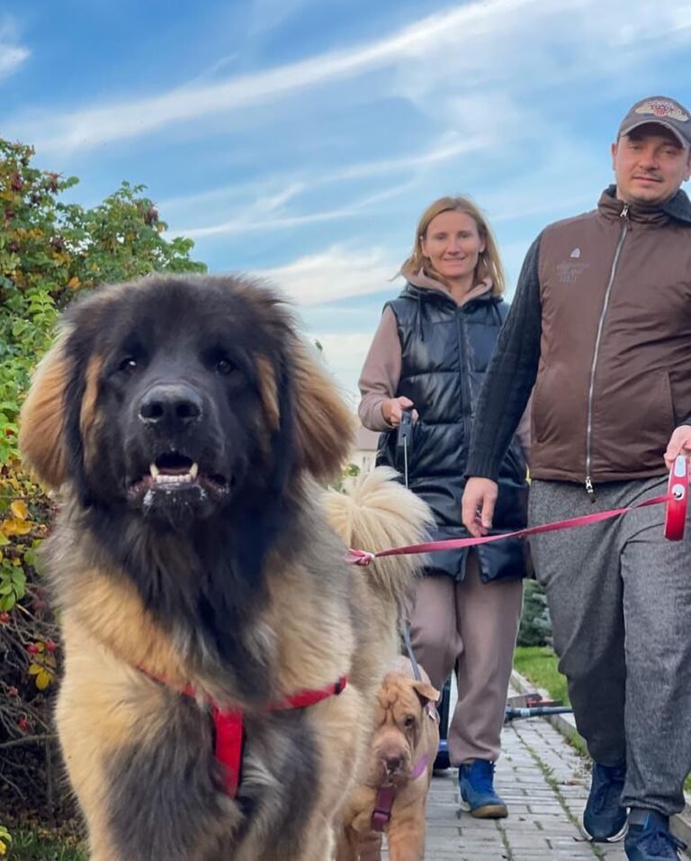 1 Best Leonberger Puppies Rescue