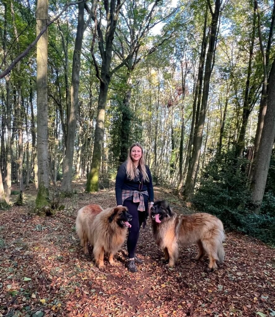 Leonberger Puppies For Sale