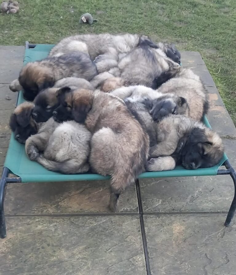 1 Best Leonberger Puppies Rescue