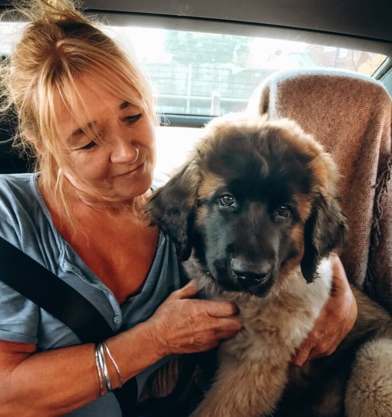 Leonberger Puppies For Sale