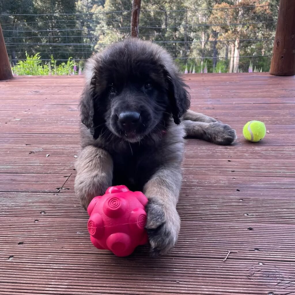 Leonberger Puppies For Sale