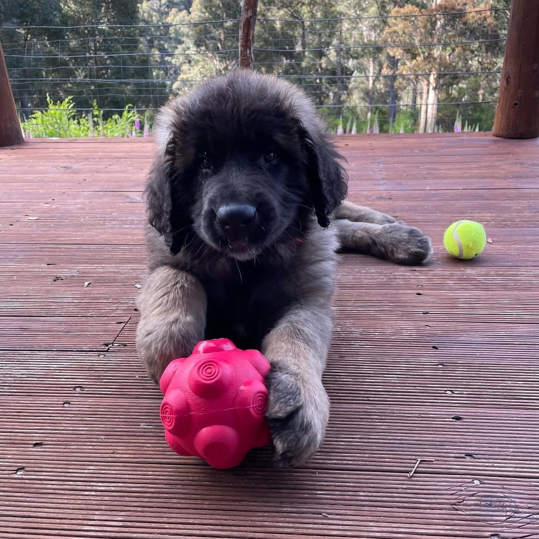 Leonberger Puppies For Sale