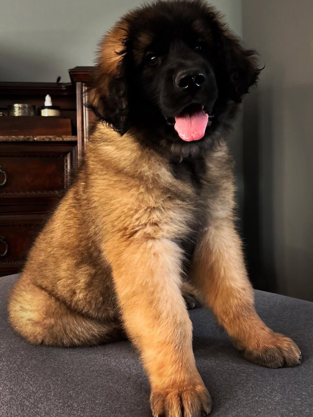 Leonberger Puppies For Sale