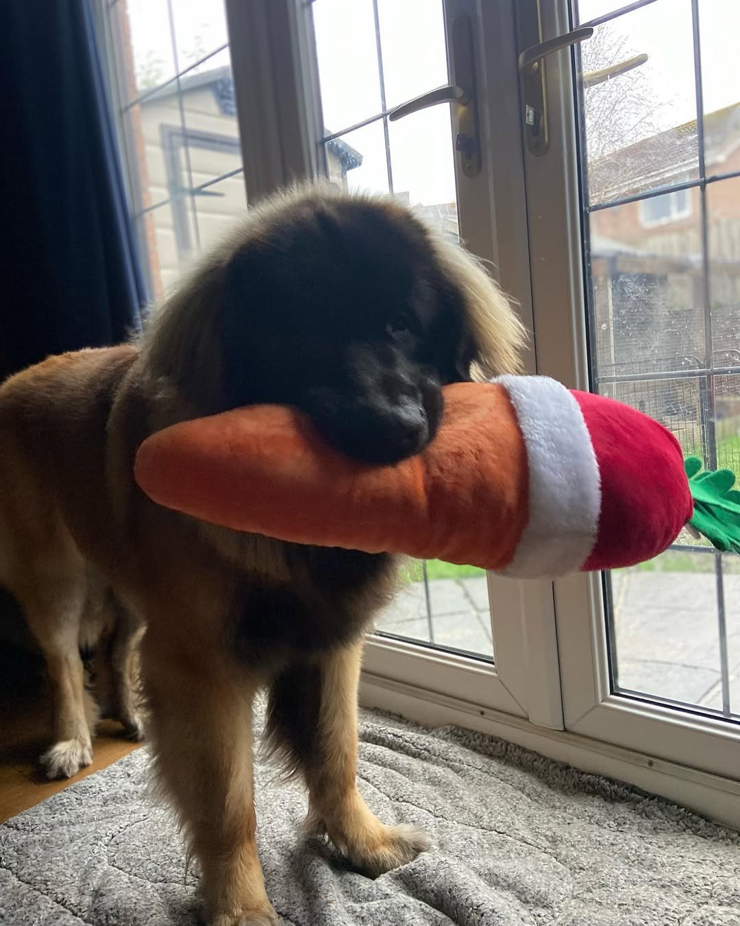 Leonberger Puppies For Sale