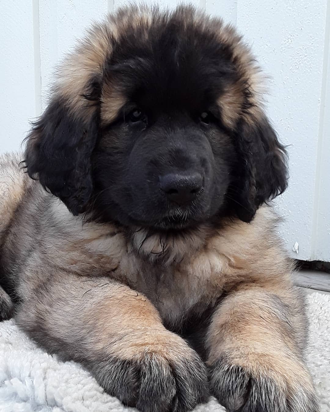 Leonberger Puppies For Sale