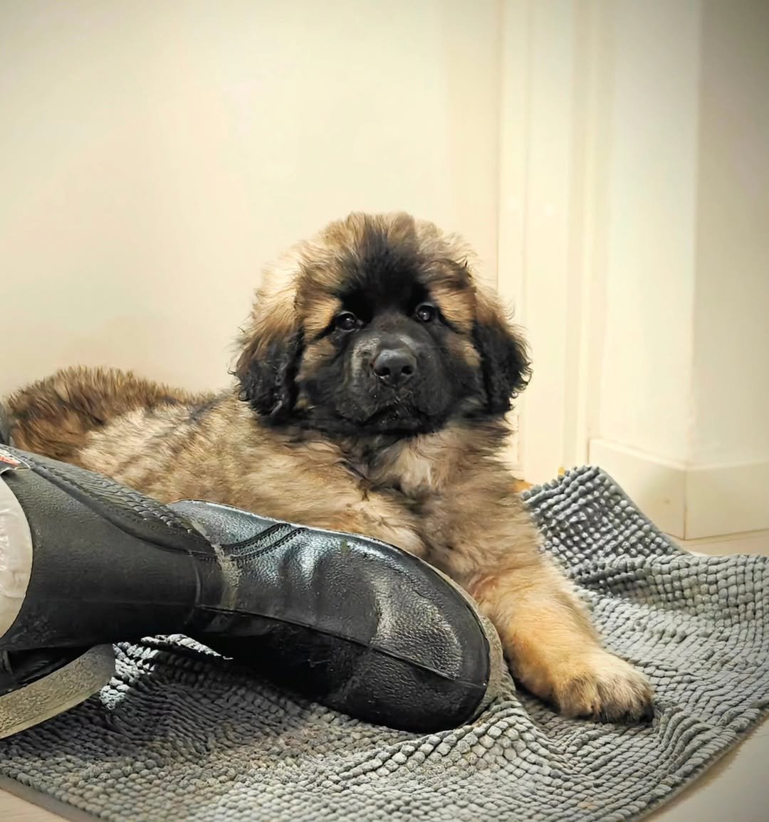 Leonberger Puppies For Sale