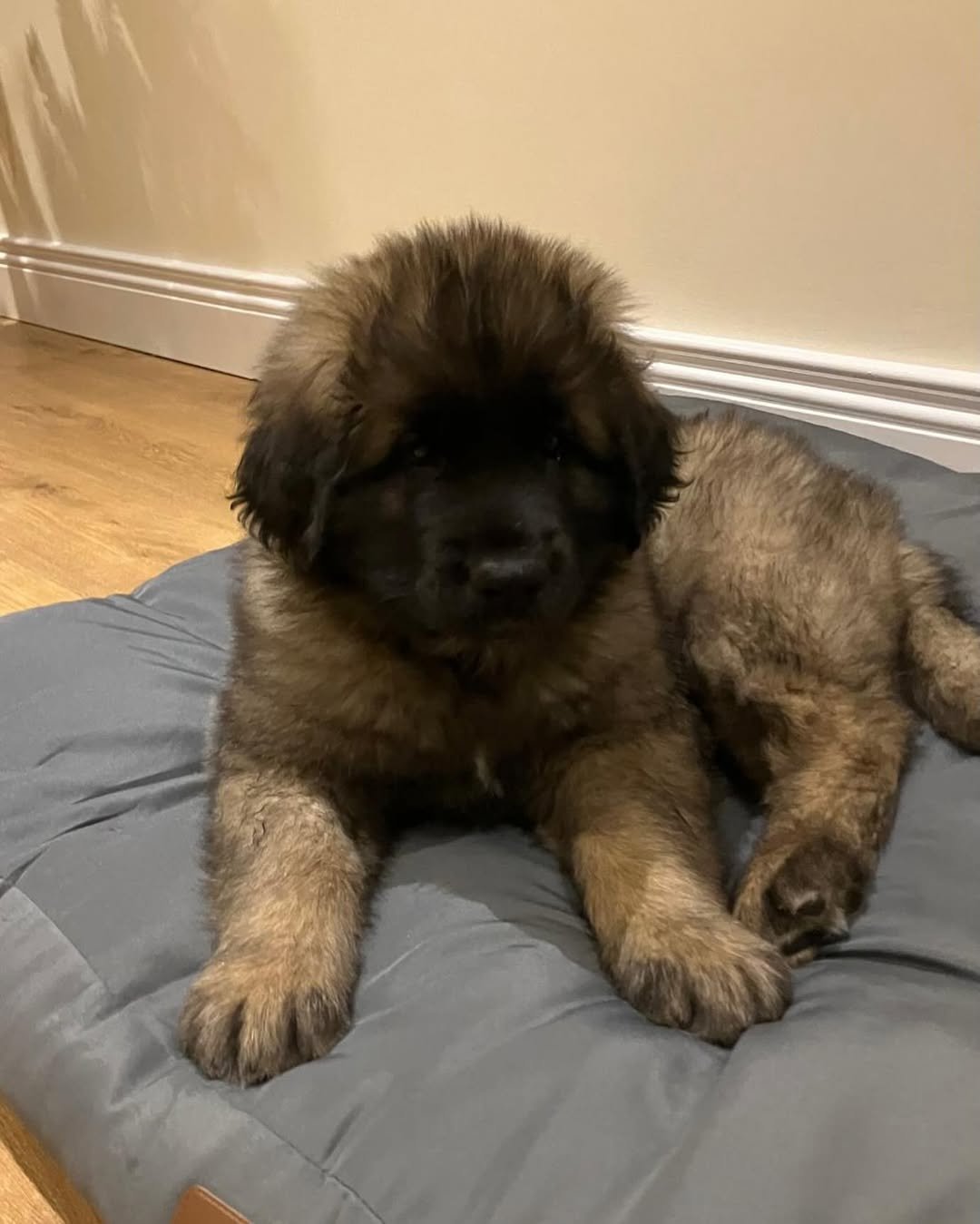 Leonberger Puppies For Sale