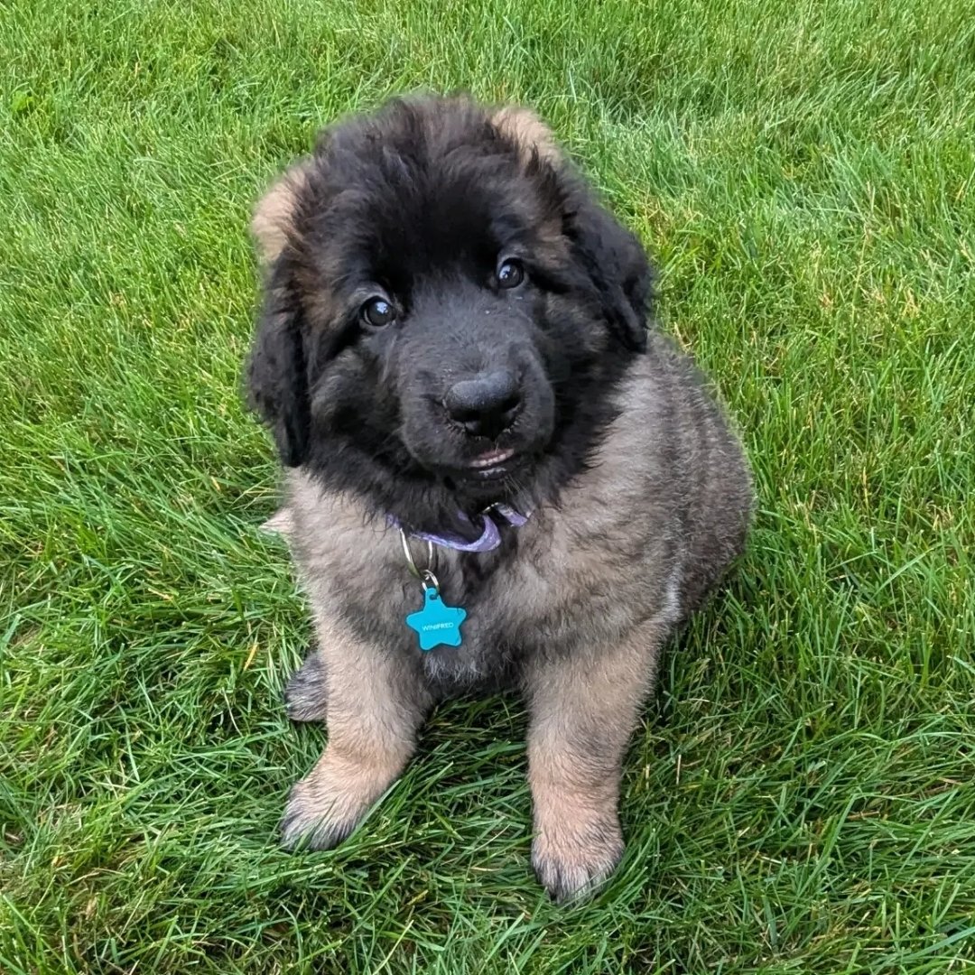 Leonberger Puppies For Sale