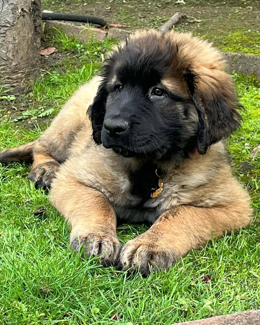 Leonberger Puppies For Sale
