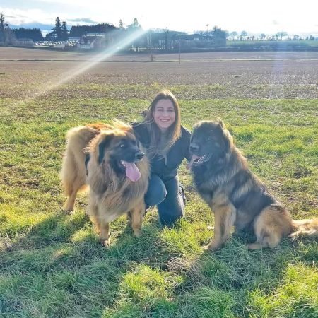 Leonberger Puppies For Sale