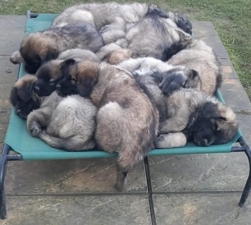 Leonberger Puppies For Sale